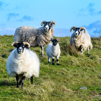Fanad Head Ram Family