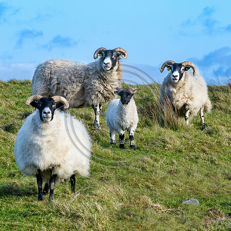 Fanad Head Ram Family