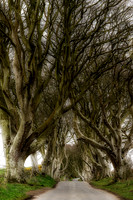 Dark Hedges 1