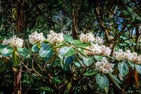 Glenveagh Gardens 1
