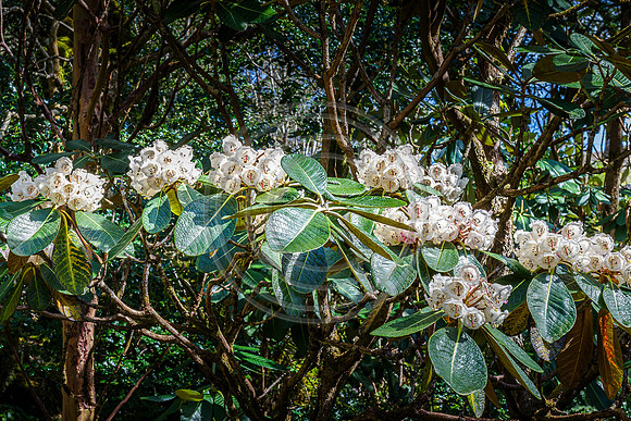 Glenveagh Gardens 1