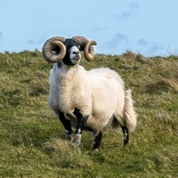 Fanad Head Ram Solo