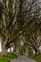 Dark Hedges 2