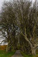 Dark Hedges 3