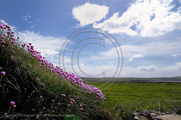 Hedge Row, Kilkee, Co Clare